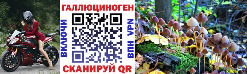 Галлюциногенные грибы Psilocybe  Грозный 